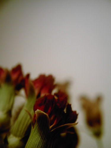 【画像】ポラデジ izone 550で撮影した赤い花のドライフラワー
